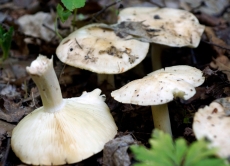 Рекомендації для запобігання отруєнь дикорослими грибами