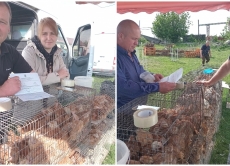Держпродспоживслужба перевірила місця реалізації живої птиці на ринку смт. Крижопіль