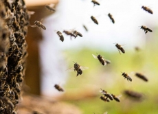 Затверджено програми визначення ветеринарно-санітарного статусу територій щодо хвороб бджіл
