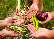 Пам'ятка для споживачів при придбанні насіння овочевих та баштанних культур, кормових коренеплодів і садивного матеріалу багаторічних рослин