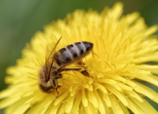Протруєння насіння та отруєння бджіл – чи існує зв'язок?