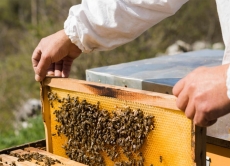 На Вінниччині фахівці Держпродспоживслужби та представники ОТГ обговорили алгоритми взаємодії пасічників та аграріїв для попередження отруєння бджіл