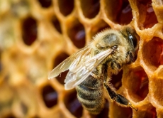 Практичні рекомендації агровиробникам та пасічникам щодо попередження випадків отруєння бджіл пестицидами