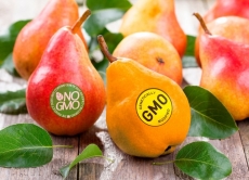 Законодавче регулювання використання ГМО в насінництві та розсадництві