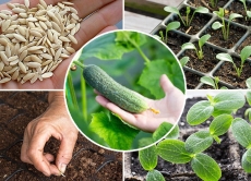 Поради, якими варто скористатись під час придбання насіння!
