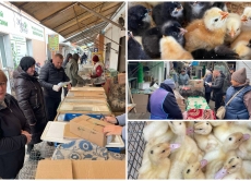 На ринку Вінниці Держпродспоживслужба перевірила місця реалізації живої птиці