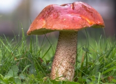 Бережіть себе і своїх близьких - сезон отруєнь грибами у розпалі!