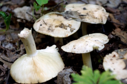 Рекомендації для запобігання отруєнь дикорослими грибами