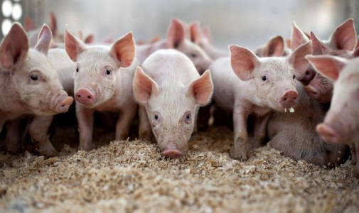 В Мурованокуриловецькому районі знято карантин по африканській чумі свиней