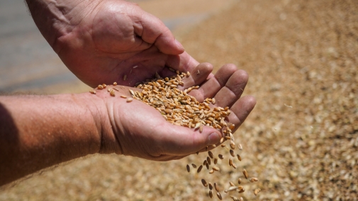 Уряд спростив процедуру сертифікації насіння для сільськогосподарських виробників