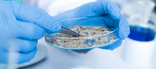 Більше 17000 тонн насіння перевірила ДУ "Вінницька обласна фітосанітарна лабораторія" у 2020 році