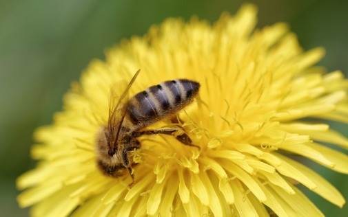 Протруєння насіння та отруєння бджіл – чи існує зв'язок?