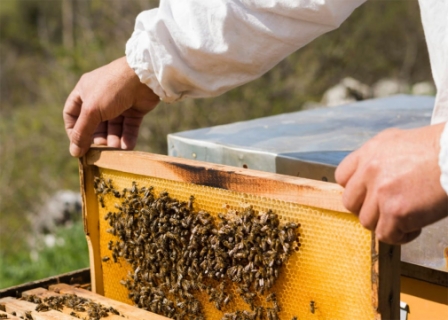 На Вінниччині фахівці Держпродспоживслужби та представники ОТГ обговорили алгоритми взаємодії пасічників та аграріїв для попередження отруєння бджіл