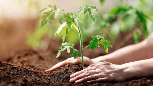 12 травня – Міжнародний день здоров'я рослин!