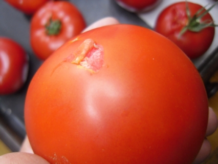 У томатах з Туреччини виявлено південноамериканську томатну міль