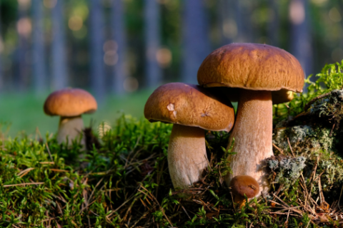 Держпродспоживслужба застерігає: гриби становлять реальну загрозу життю!