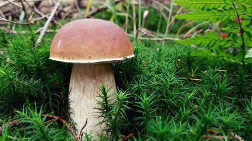 На Вінниччині протягом останнього місяця зареєстровано 60 випадків отруєння грибами