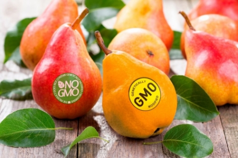 Законодавче регулювання використання ГМО в насінництві та розсадництві