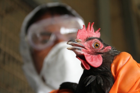 Держпродспоживслужба вживає заходи з локалізації та недопущення поширення збудника грипу птиці