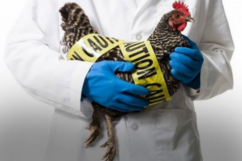 Оперативна інформація щодо ліквідації грипу птиці в Немирівському районі