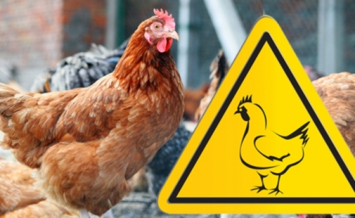 Оперативна інформація щодо ліквідації грипу птиці в Немирівському районі станом на 24 січня 2019 року