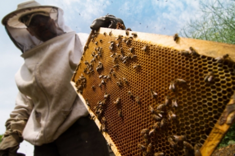 Злагоджена співпраця пасічників, аграріїв та органів влади - запорука успішного розвитку бджільництва!