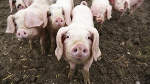 В Козятинському районі знято карантин по африканській чумі свиней