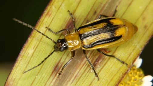 Виявлено регульований шкідливий організм - Західний кукурудзяний жук