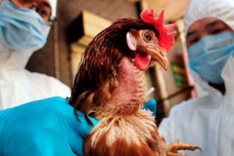 Інформація щодо ліквідації грипу птиці в Немирівському районі